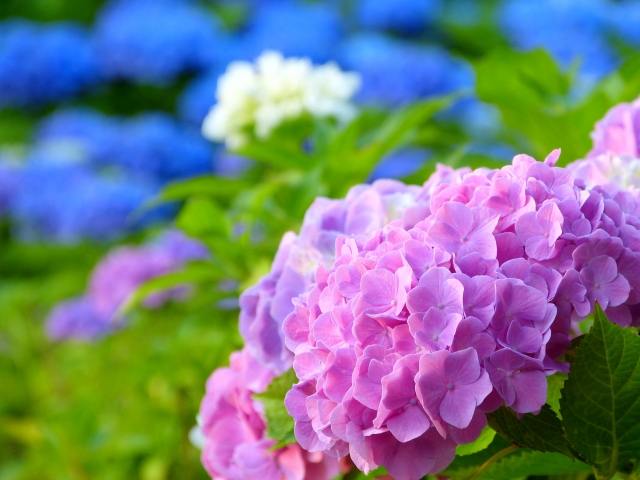第三十五首 清史の短歌「紫陽花の〜」短歌で紡ぐ架空の恋